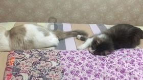 南京熊猫：公司开展了新一代卫星通信终端相关技术研究，拥有的技术可应用于手机、车载等